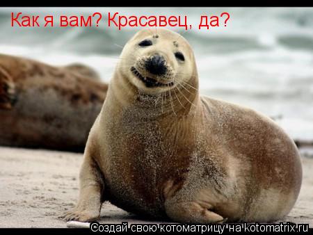 Как я вам? Красавец, да?... Котоматрица: Как я вам? Красавец, да?