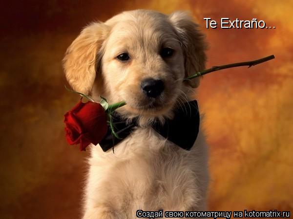 Te Extraño...... Котоматрица: Te Extraño...