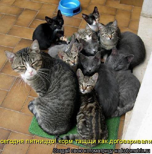 сегодня пятниццо! корм тащщи как договаривались!... Котоматрица: сегодня пятниццо! корм тащщи как договаривались!