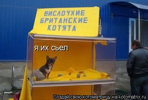я их сьел... Котоматрица: я их сьел