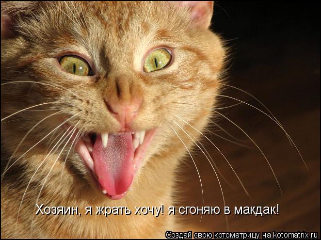 Хозяин, я жрать хочу! я сгоняю в макдак!... Котоматрица: Хозяин, я жрать хочу! я сгоняю в макдак!