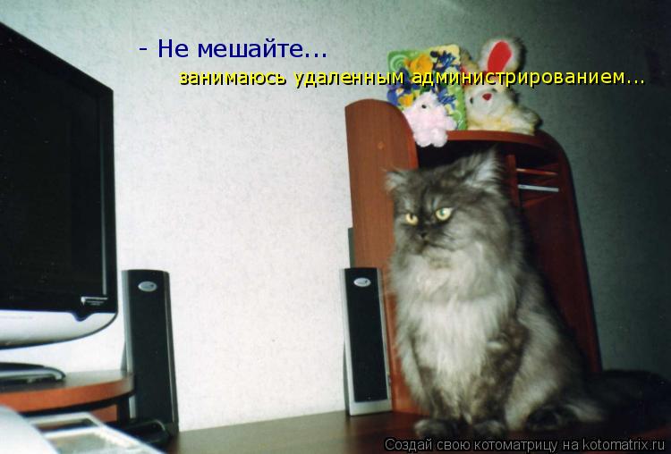 - Не мешайте... занимаюсь удаленным администрированием...... Котоматрица: - Не мешайте... занимаюсь удаленным администрированием...