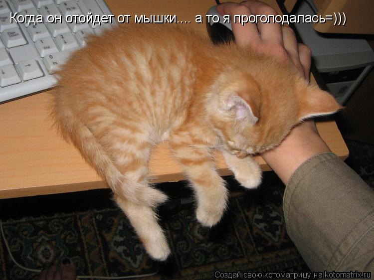 Когда он отойдет от мышки.... а то я проголодалась=)))... Котоматрица: Когда он отойдет от мышки.... а то я проголодалась=)))