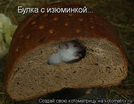 Булка с изюминкой...... Котоматрица: Булка с изюминкой...