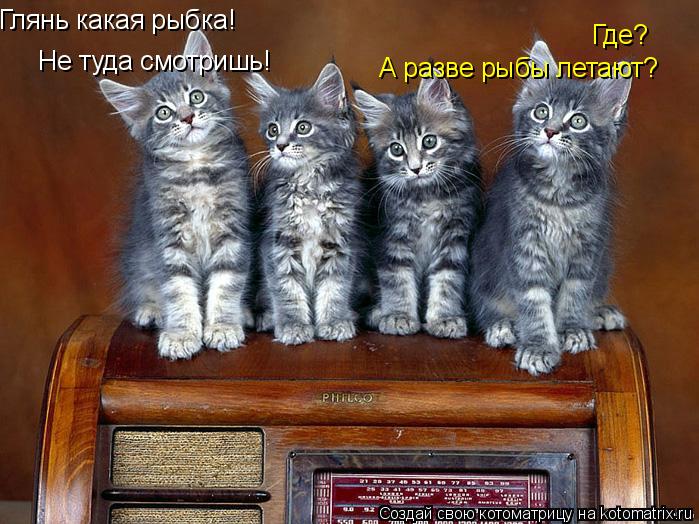 Глянь какая рыбка! Где? Не туда смотришь! А разве рыбы летают?... Котоматрица: Глянь какая рыбка! Где? Не туда смотришь! А разве рыбы летают?