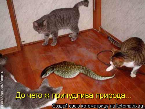 До чего ж причудлива природа...... Котоматрица: До чего ж причудлива природа...