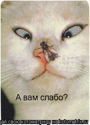 А вам слабо?... Котоматрица: А вам слабо?
