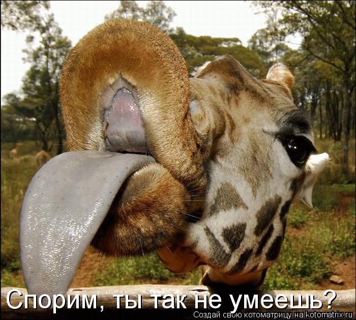 Спорим, ты так не умеешь?... Котоматрица: Спорим, ты так не умеешь?