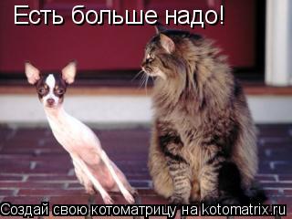 Есть больше надо!... Котоматрица: Есть больше надо!