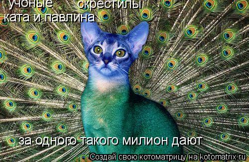 скрестилы ката и павлина за одного такого милион дают учоные... Котоматрица: скрестилы ката и павлина за одного такого милион дают учоные