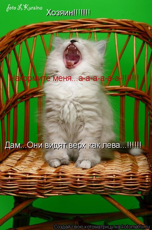 Хозяин!!!!!!! Дам...Они видят верх как лева...!!!!!! Накормите меня...а-а-а-а-а-а-!!!!!!!... Котоматрица: Хозяин!!!!!!! Дам...Они видят верх как лева...!!!!!! Накормите меня...а-а-а-а-а-а-!!!!!!!
