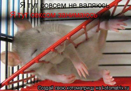 Я тут совсем не валяюсь Я тут сексом занимаюсь... Котоматрица: Я тут совсем не валяюсь Я тут сексом занимаюсь