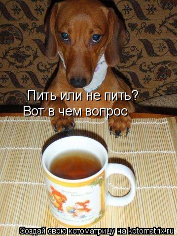 Пить или не пить? Вот в чем вопрос... Котоматрица: Пить или не пить? Вот в чем вопрос