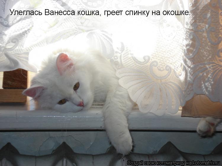 Улеглась Ванесса кошка, греет спинку на окошке.... Котоматрица: Улеглась Ванесса кошка, греет спинку на окошке.