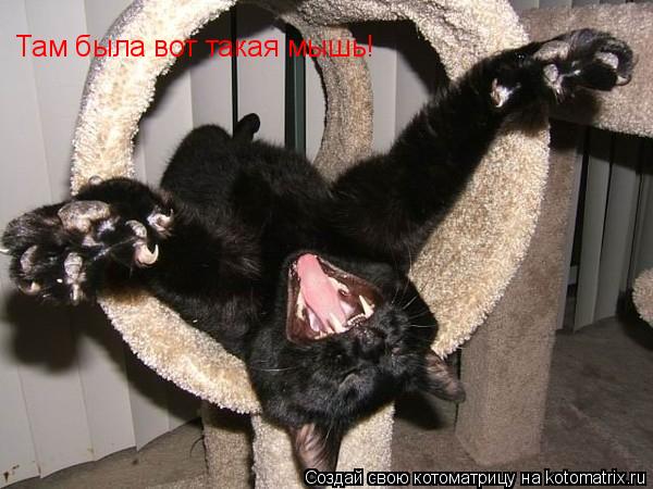 Там была вот такая мышь!... Котоматрица: Там была вот такая мышь!