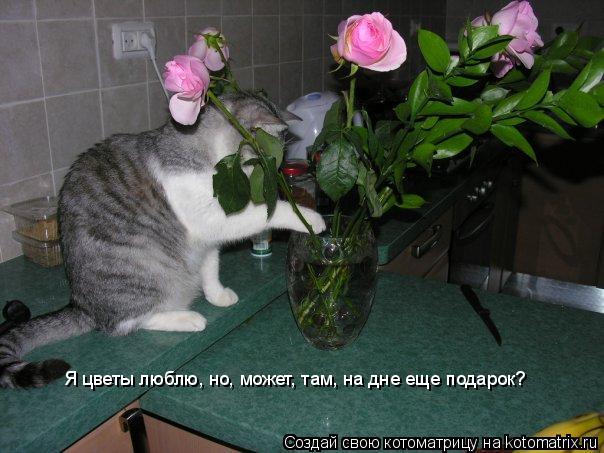 Я цветы люблю, но, может, там, на дне еще подарок?... Котоматрица: Я цветы люблю, но, может, там, на дне еще подарок?