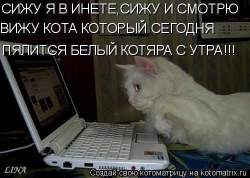 СИЖУ Я В ИНЕТЕ,СИЖУ И СМОТРЮ ВИЖУ КОТА КОТОРЫЙ СЕГОДНЯ ПЯЛИТСЯ БЕЛЫЙ КОТЯРА С УТРА !!!... Котоматрица: СИЖУ Я В ИНЕТЕ,СИЖУ И СМОТРЮ ВИЖУ КОТА КОТОРЫЙ СЕГОДНЯ ПЯЛИТСЯ БЕЛЫЙ КОТЯРА С УТРА !!!
