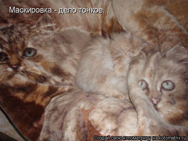 Маскировка - дело тонкое...... Котоматрица: Маскировка - дело тонкое...