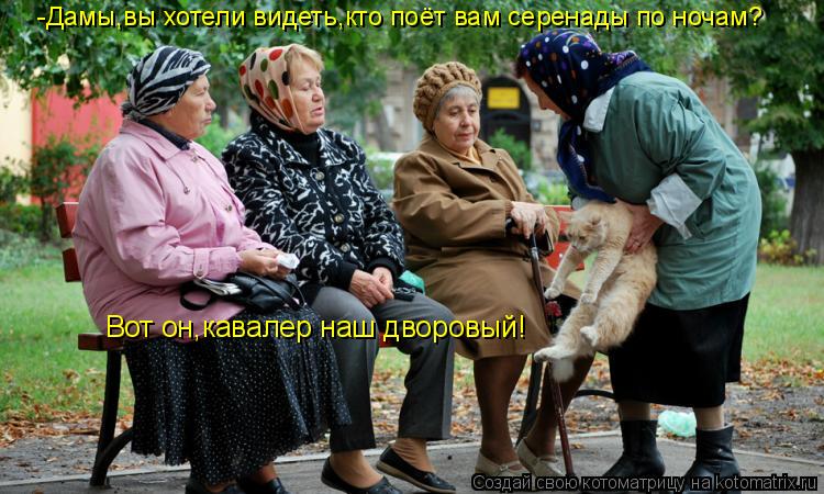 -Дамы,вы хотели видеть,кто поёт вам серенады по ночам? Вот он,кавалер наш дворовый!... Котоматрица: -Дамы,вы хотели видеть,кто поёт вам серенады по ночам? Вот он,кавалер наш дворовый!