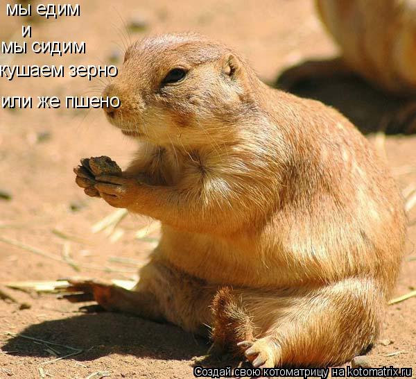 и мы едим кушаем зерно или же пшено мы сидим... Котоматрица: и мы едим кушаем зерно или же пшено мы сидим