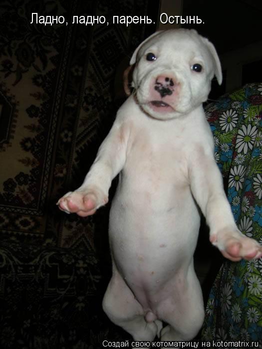 Ладно, ладно, парень. Остынь.... Котоматрица: Ладно, ладно, парень. Остынь.