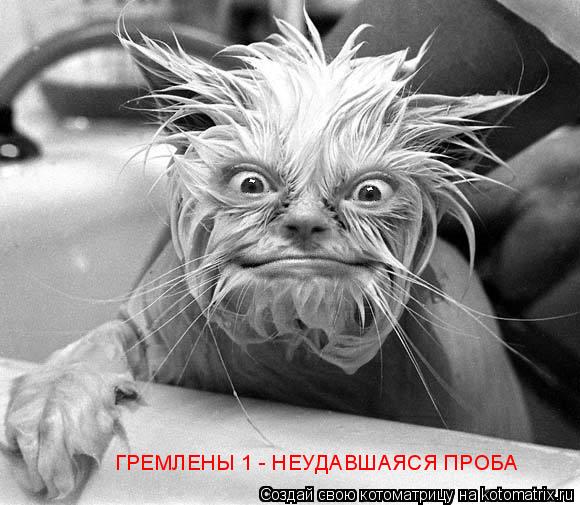 ГРЕМЛЕНЫ 1 - НЕУДАВШАЯСЯ ПРОБА... Котоматрица: ГРЕМЛЕНЫ 1 - НЕУДАВШАЯСЯ ПРОБА