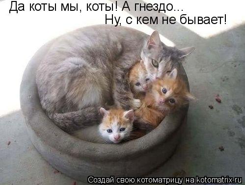 Да коты мы, коты! А гнездо... Ну, с кем не бывает!... Котоматрица: Да коты мы, коты! А гнездо... Ну, с кем не бывает!