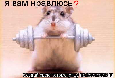 я вам нравлюсь ?... Котоматрица: я вам нравлюсь ?
