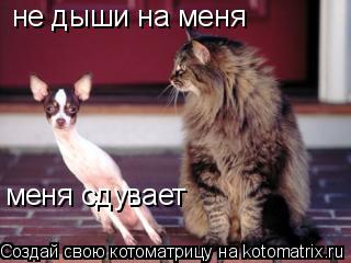 не дыши на меня меня сдувает... Котоматрица: не дыши на меня меня сдувает