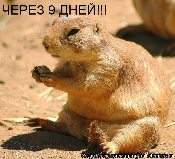 ЧЕРЕЗ 9 ДНЕЙ!!! ЧЕРЕЗ 9 ДНЕЙ!!!... Котоматрица: ЧЕРЕЗ 9 ДНЕЙ!!! ЧЕРЕЗ 9 ДНЕЙ!!!