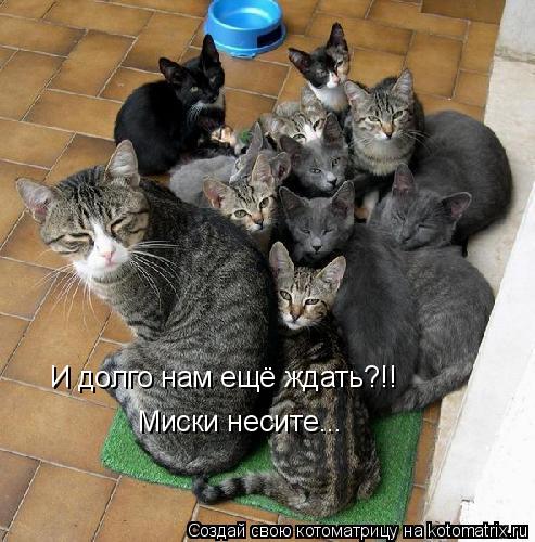 И долго нам ещё ждать?!! Миски несите...... Котоматрица: И долго нам ещё ждать?!! Миски несите...