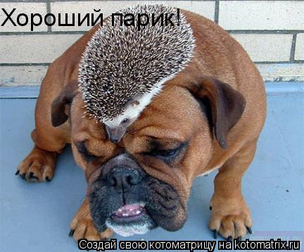 Хороший парик!... Котоматрица: Хороший парик!