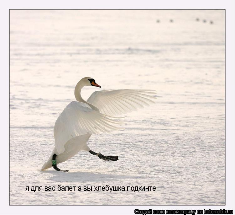 я для вас балет а вы хлебушка подкинте... Котоматрица: я для вас балет а вы хлебушка подкинте