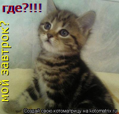 где?!!! мой завтрок? где?!!!... Котоматрица: где?!!! мой завтрок? где?!!!