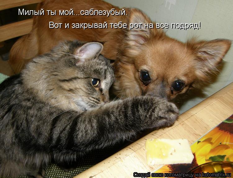 Милый ты мой...саблезубый. Вот и закрывай тебе рот на все подряд!... Котоматрица: Милый ты мой...саблезубый. Вот и закрывай тебе рот на все подряд!