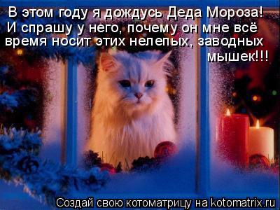 В этом году я дождусь Деда Мороза! И спрашу у него, почему он мне всё время носит этих нелепых, завод... Котоматрица: В этом году я дождусь Деда Мороза! И спрашу у него, почему он мне всё время носит этих нелепых, заводных мышек!!!