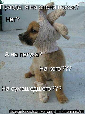 Правда, я на оленя похож? Нет? А на петуха? На кого??? На сумашедшего???... Котоматрица: Правда, я на оленя похож? Нет? А на петуха? На кого??? На сумашедшего???