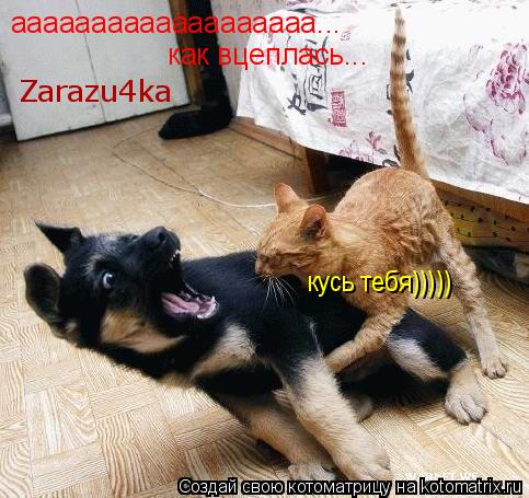 ааааааааааааааааааа... как вцеплась... Zarazu4ka кусь тебя)))))... Котоматрица: ааааааааааааааааааа... как вцеплась... Zarazu4ka кусь тебя)))))