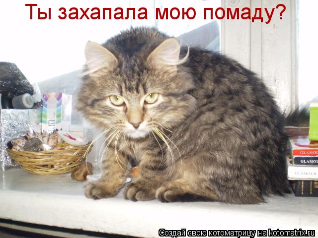 Ты захапала мою помаду?... Котоматрица: Ты захапала мою помаду?