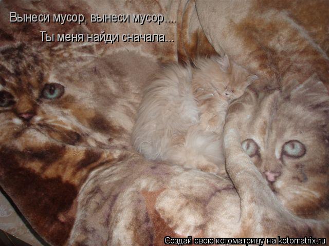 Вынеси мусор, вынеси мусор.... Ты меня найди сначала...... Котоматрица: Вынеси мусор, вынеси мусор.... Ты меня найди сначала...