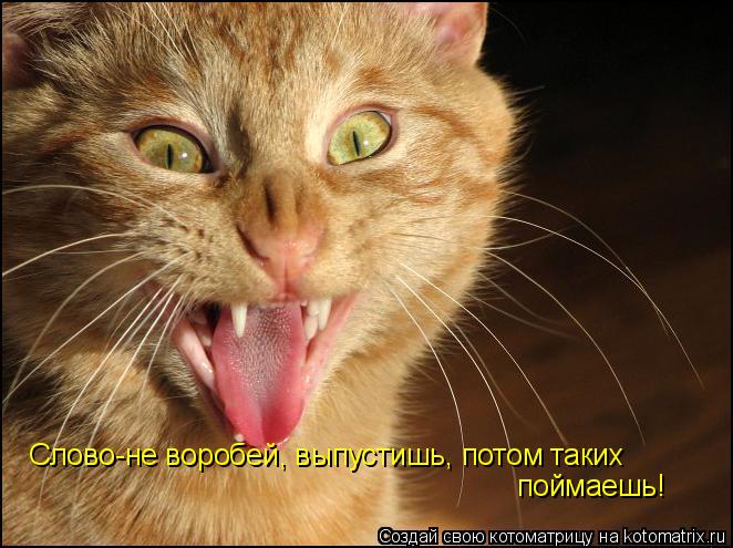 Слово-не воробей, выпустишь, потом таких поймаешь!... Котоматрица: Слово-не воробей, выпустишь, потом таких поймаешь!