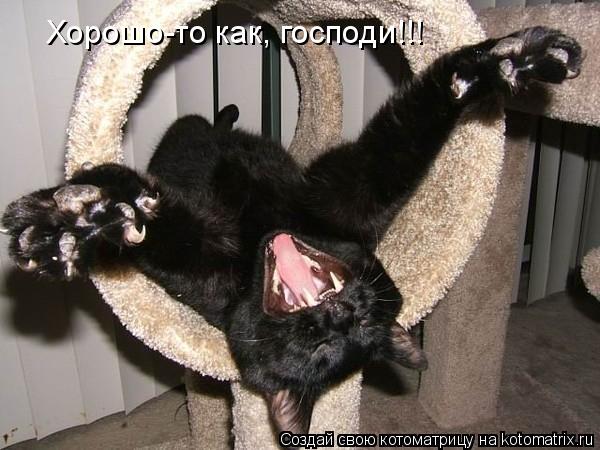 Хорошо-то как, господи!!!... Котоматрица: Хорошо-то как, господи!!!