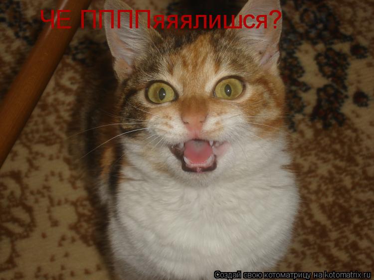 ЧЕ ППППяяялишся?... Котоматрица: ЧЕ ППППяяялишся?