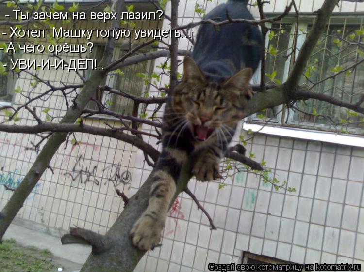 - Ты зачем на верх лазил? - Хотел Машку голую увидеть... - А чего орёшь? - УВИ-И-И-ДЕЛ!..... Котоматрица: - Ты зачем на верх лазил? - Хотел Машку голую увидеть... - А чего орёшь? - УВИ-И-И-ДЕЛ!..