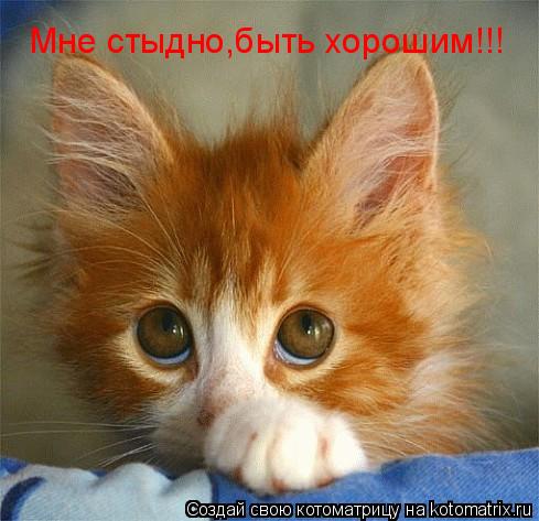 Мне стыдно,быть хорошим!!!... Котоматрица: Мне стыдно,быть хорошим!!!