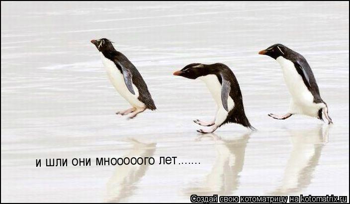 и шли они мнооооого лет.......... Котоматрица: и шли они мнооооого лет.......