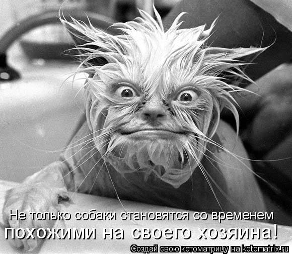 Не только собаки становятся со временем похожими на своего хозяина!... Котоматрица: Не только собаки становятся со временем похожими на своего хозяина!