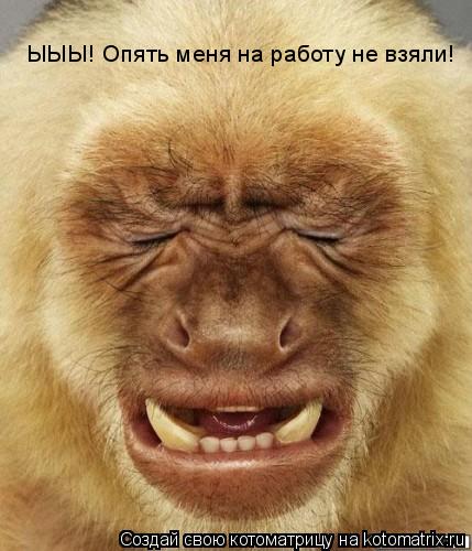 ЫЫЫ! Опять меня на работу не взяли!... Котоматрица: ЫЫЫ! Опять меня на работу не взяли!