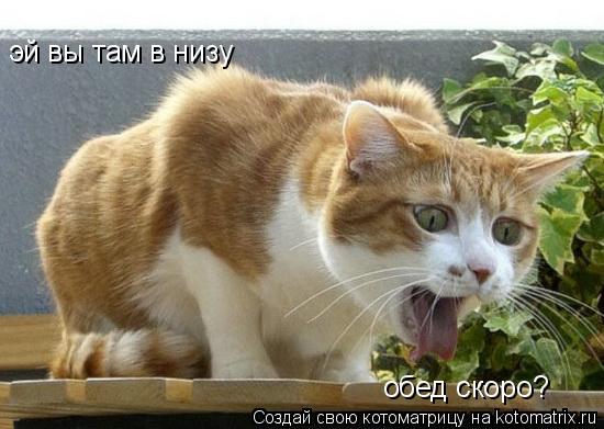 эй вы там в низу обед скоро?... Котоматрица: эй вы там в низу обед скоро?