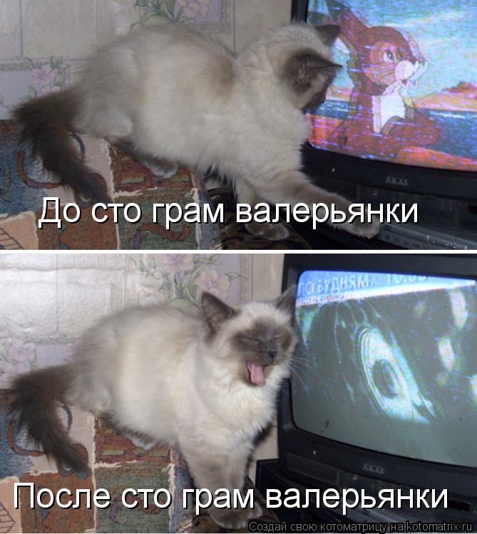 До сто грам валерьянки После сто грам валерьянки... Котоматрица: До сто грам валерьянки После сто грам валерьянки